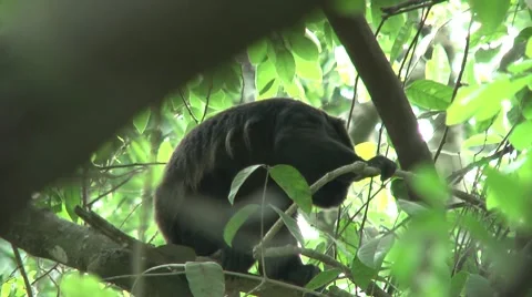 HD wild mantled howler monkey (Alouatta palliata) 1 Howling in the wild   Stock Footage 10709265