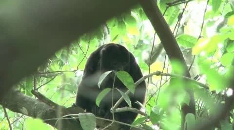 HD wild mantled howler monkey (Alouatta palliata) 3 Howling in the wild Stock Footage 10709314