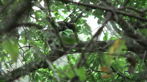 HD wild mantled howler monkey (Alouatta palliata) 5 with baby in the wild  Stock Footage 10709318