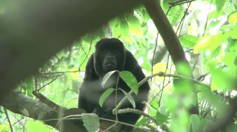 HD wild mantled howler monkey (Alouatta palliata) 2 Howling in the wild  Stock Footage 10709326