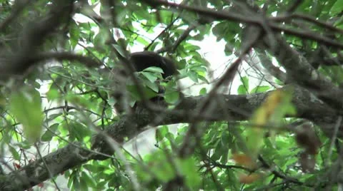 HD wild mantled howler monkey (Alouatta palliata) 6 in the wild   Stock Footage 10709340