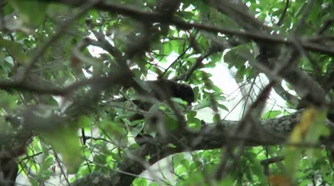 HD wild mantled howler monkey (Alouatta palliata) 4 with baby in the wild   Stock Footage 10709341