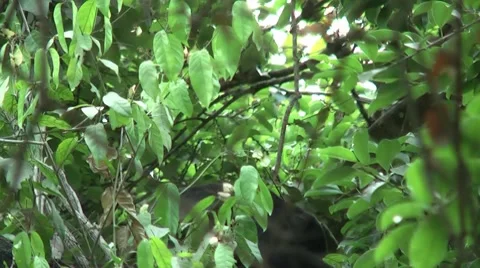 HD wild mantled howler monkey (Alouatta palliata) 7 Howling and eating in wild Stock Footage 10739042