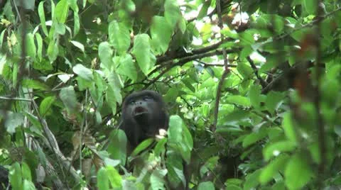 HD wild mantled howler monkey (Alouatta palliata) Howling in the wild 8 Stock Footage 10739048