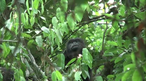 HD wild mantled howler monkey (Alouatta palliata) Howling in the wild 9 Stock Footage