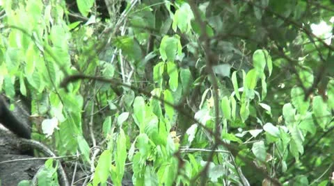 HD wild mantled howler monkey (Alouatta palliata) 14 in the wild  Stock Footage 10739099