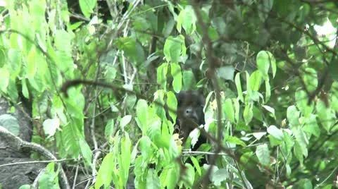 HD wild mantled howler monkey (Alouatta palliata) 12 Howling in the wild  Stock Footage 10739100