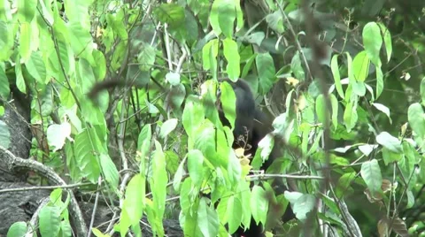 HD wild mantled howler monkey (Alouatta palliata) 10 Howling and eating in wild Stock Footage 10739123