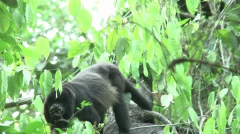 HD wild mantled howler monkey (Alouatta palliata) 15 eating in the wild Stock Footage 10739134