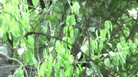 HD wild mantled howler monkey (Alouatta palliata) 13howling in the wild Stock Footage 10739135