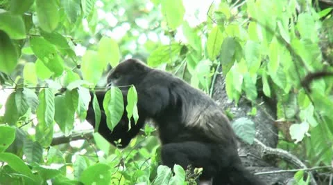 HD wild mantled howler monkey (Alouatta palliata) 16 eating in the wild Stock Footage