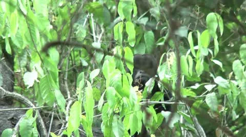 HD wild mantled howler monkey (Alouatta palliata) 11 Howling in the wild Stock Footage 10739165