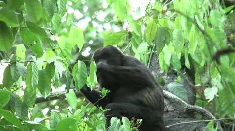HD wild mantled howler monkey (Alouatta palliata) 17 eating in the wild  Stock Footage 10756763