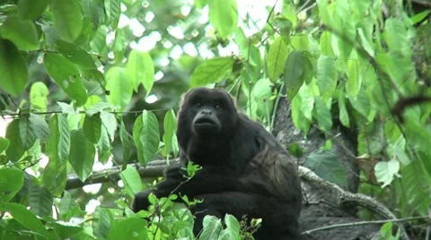 HD wild mantled howler monkey (Alouatta palliata) 18 eating in the wild Stock Footage 10848739