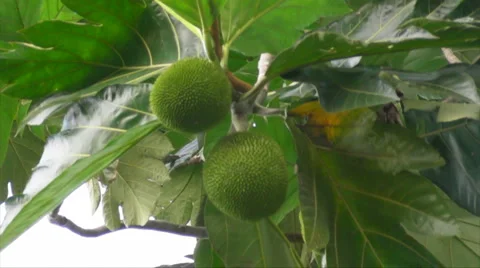 HD Wild Pana -  Panapen - Breadfruit tree Stock Footage 1042157