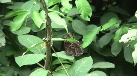 HD wild Peleides Blue Morpho butterfly (Morpho peleides) in the wild Stock Footage