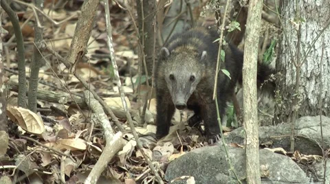 HD wild Ring-tailed Coati (Nasua nasua) in the wild 1  Stock Footage 994533