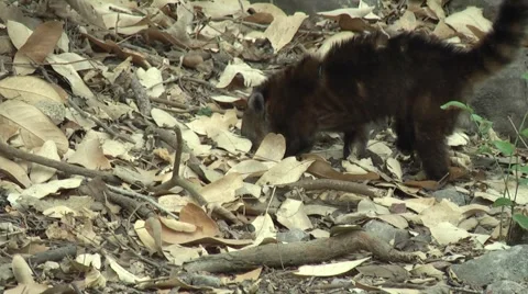 HD wild Ring-tailed Coati injured (Nasua nasua) 3 in the wild   Stock Footage 1052959