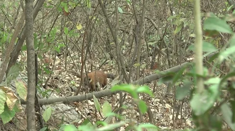 HD wild Ring-tailed Coati (Nasua nasua) in the wild 2  Stock Footage 1052995