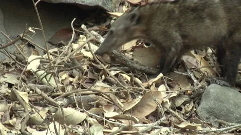 HD wild Ring-tailed Coati (Nasua nasua) in the wild 6  Stock Footage 1053008