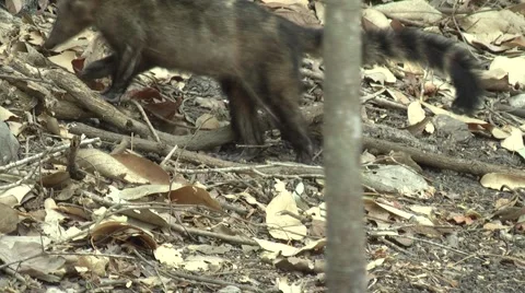 HD wild Ring-tailed Coati (Nasua nasua) in the wild 5 Stock Footage 1053028
