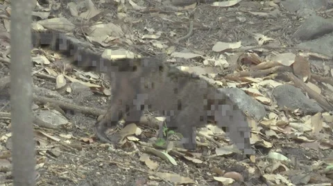 HD wild Ring-tailed Coati (Nasua nasua) in the wild 7  Stock Footage 1053892