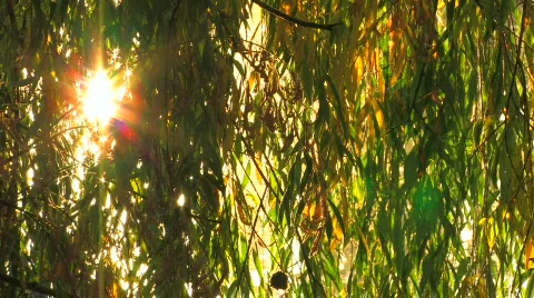 HD Willow branch with ray behind, reflected from the water  Stock-Footage 598321