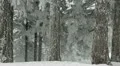 HD Winter Landscape, Beautiful Mountains in Cold Season, Fir Tree Forest HD Footage