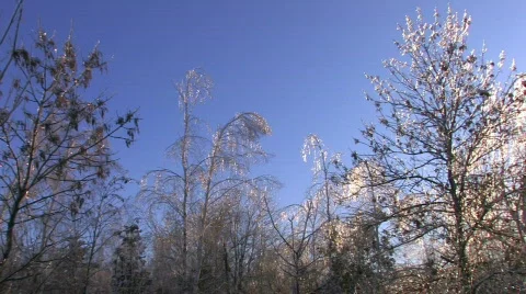 HD Winter landscape Stock Footage 623605