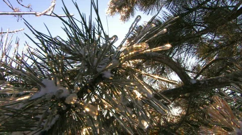 HD Winter sun shines through spruce branch covered with frost, closeup Stock-Footage 623693