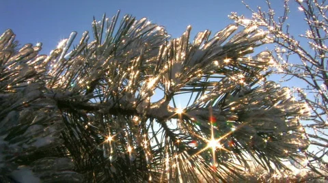 HD Winter sun shines through frozen spruce branch, closeup Stock Footage 623766