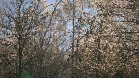 HD Winter trees on blue sky background  Stock Footage 623566