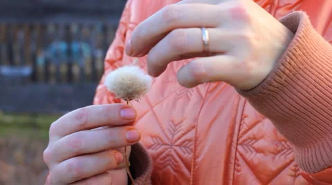HD Woman rips dandelion flower Stock Footage