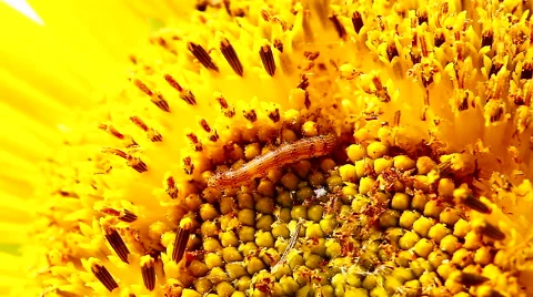 HD: Worm aim at sunflower, Macro Shot, 1920x1080 Stock Footage 49043853