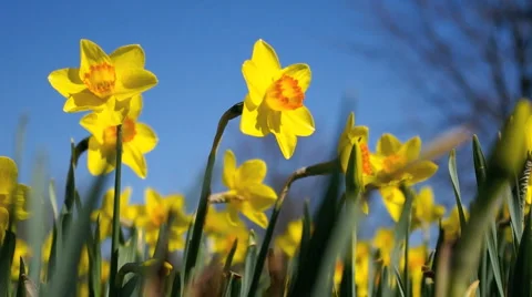 HD Yellow daffodils Stock Footage 2843803