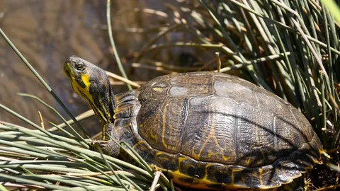 HD Yellow-eared turtle (Trachemys scripta scripta) Stock Footage 82618170
