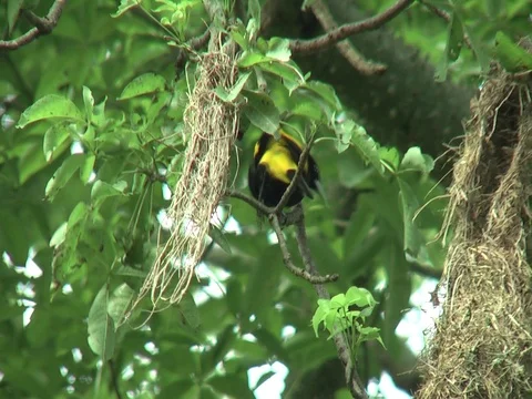HD Yellow-rumped Cacique (Cacicus cela) 5 Stock Footage 76787927