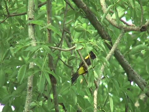 HD Yellow-rumped Cacique (Cacicus cela) 4 Stock Footage 76788042