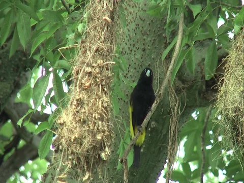 HD Yellow-rumped Cacique (Cacicus cela) 3 Stock Footage 76788116