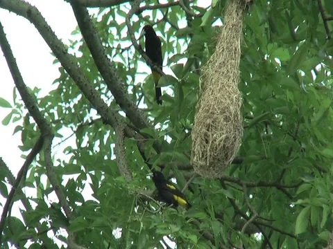 HD Yellow-rumped Cacique (Cacicus cela) and nest Stock Footage 76788262