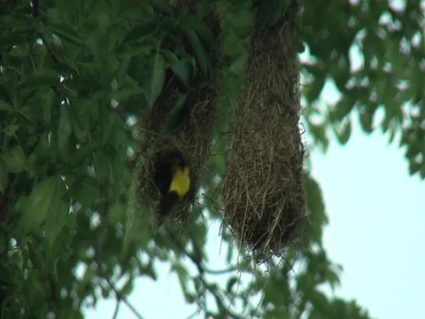 HD Yellow-rumped Cacique (Cacicus cela) 1 in and out of nest Stock Footage 76788285