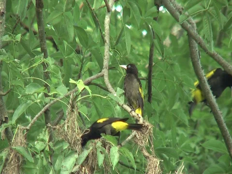 HD Yellow-rumped Cacique (Cacicus cela) 10 Stock Footage 76788474