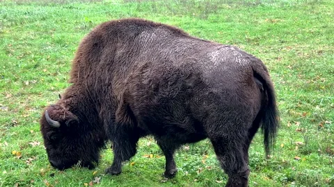 HD Young Buffalo Eating Grass Peaceful Farm Stock Footage 255482065