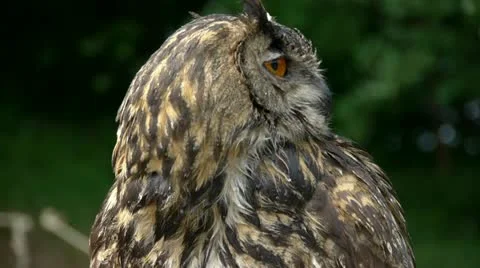 HD1080 Eagle Owl Close Up (bubo bubo) Vídeo Stock 11132329