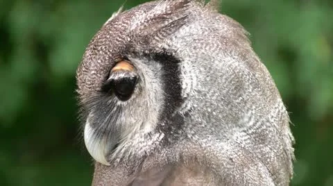 HD1080 Eagle Owl Close Up (bubo bubo) Vídeo Stock 11132377