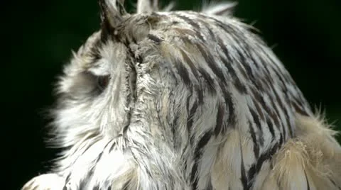 HD1080 Siberian Eagle Owl Close Up Vídeo Stock 11132246
