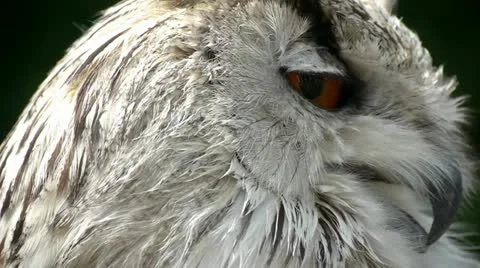 HD1080 Siberian Eagle Owl Close Up Stock Footage