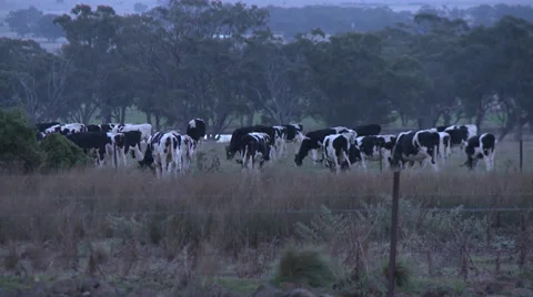 HD1080 Time Lapse herd of cows Stock Footage 37189034