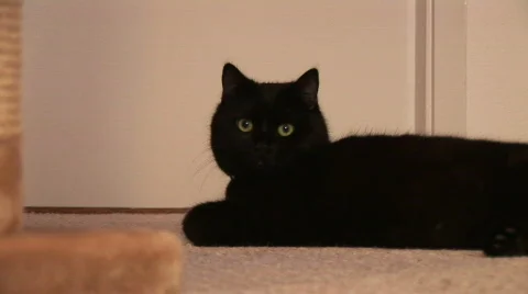 HD1080i Black domestic cat looking. Stock Footage