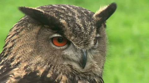 HD1080i Eurasian Eagle-owl "Bubo bubo" (Close Up) with Sound. Vídeo Stock 269625